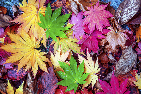 Foto noticia: Colores mágicos del otoño para noviembre en La Mareta